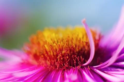 Pink flower Stock Photos