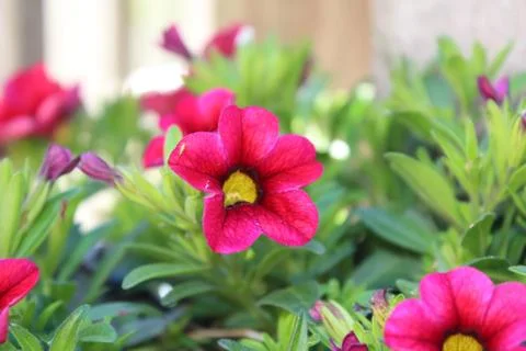 Pink flower Stock Photos