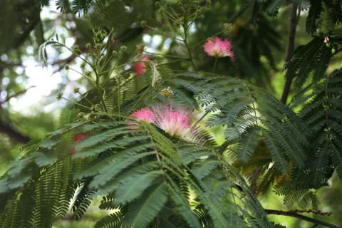 Pink Flower Stock Photos