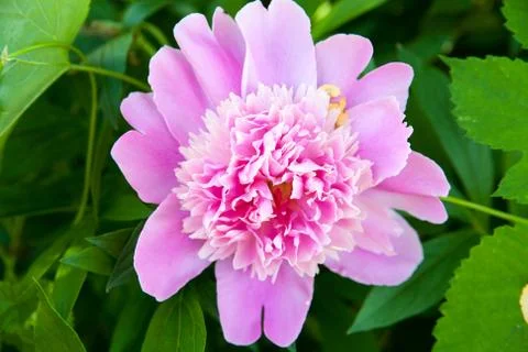 Pink flower Stock Photos