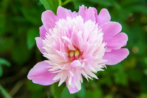 Pink flower Stock Photos