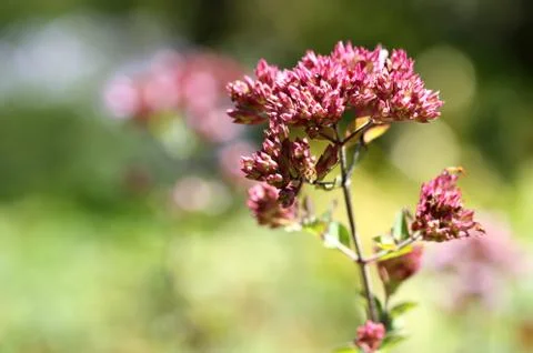 Pink Flower Stock Photos