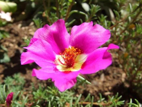 Pink flower Stock Photos