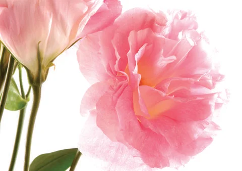 Pink flower Stock Photos