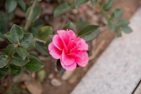 Pink flower Stock Photos