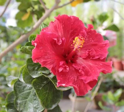 Pink flower Photos