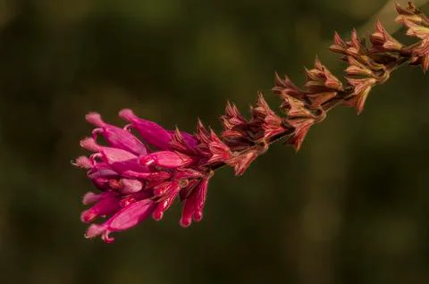 Pink flower Stock Photos