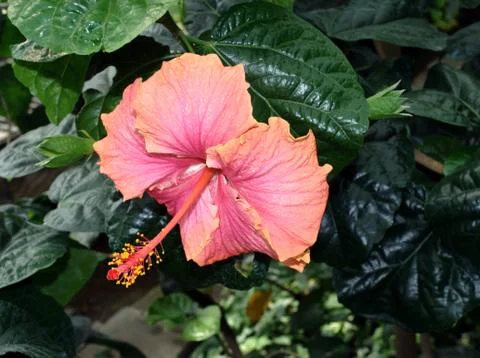 Pink flower Foto stock