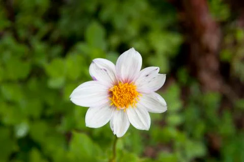 Pink Flower Stock Photos