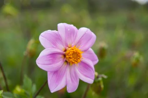 Pink Flower Stock Photos