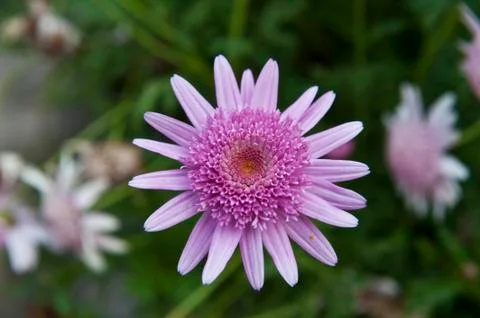 Pink Flower Stock Photos