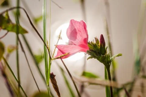 Pink flower Stock Photos