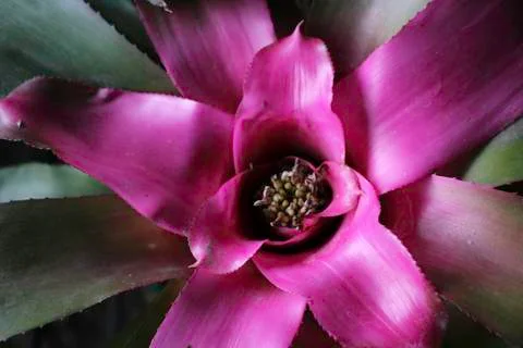 Pink  flower Stock Photos