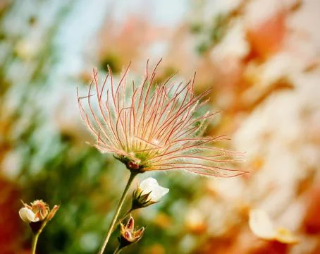 Pink Flower Stock Photos