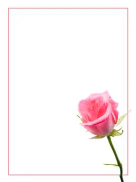 Pink flower Stock Photos