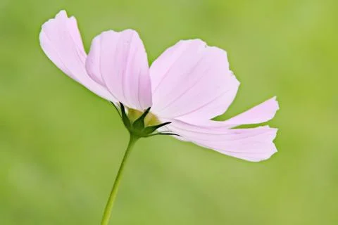 Pink flower Stock Photos