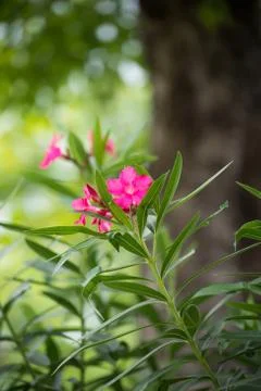 Pink flower Stock Photos