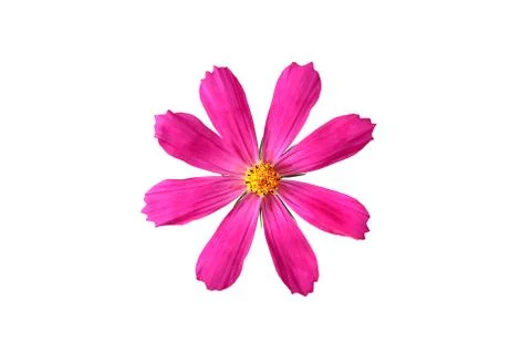 Pink flower Stock Photos