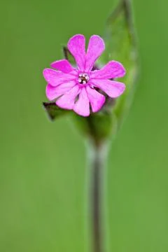 Pink flower 스톡 사진