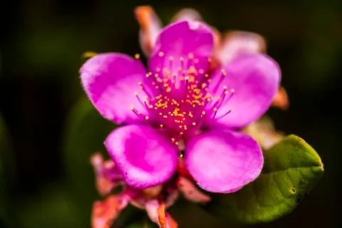 Pink flower Stock Photos