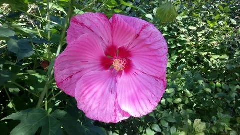 Pink Flower Stock Photos