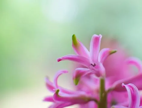 Pink flower 스톡 사진