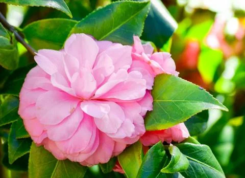 Pink Flower Stock Photos