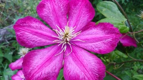 Pink flower Fotos Stock