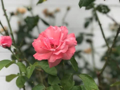 Pink flower Stock Photos