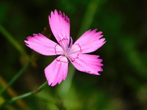 Pink flower Stock Photos