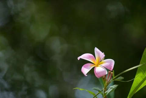 Pink Flower Stock Photos