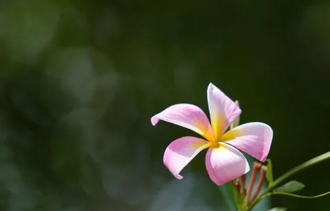 Pink Flower Stock Photos