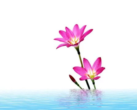 Pink flower Stock Photos