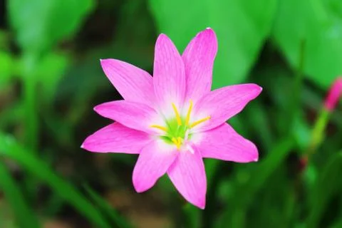 Pink flower Stock Photos