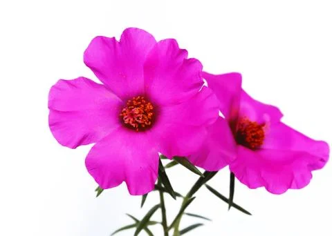 Pink flower Stock Photos
