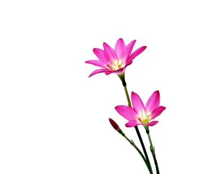 Pink flower Foto stock