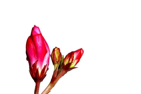 Pink flower Stock Photos