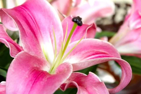 Pink flower Stock Photos