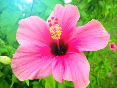 Pink flower Stock Photos