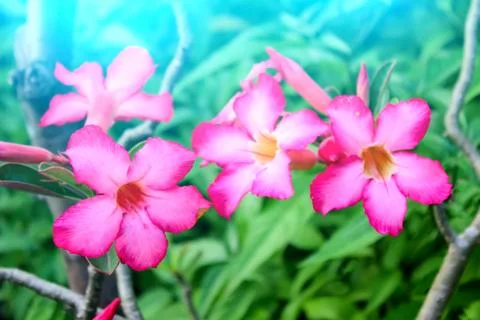 Pink flower Stock Photos