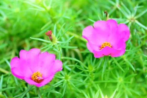 Pink flower. Stock Photos