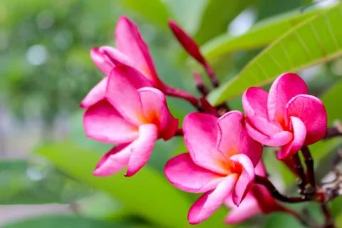 Pink flower Stock Photos