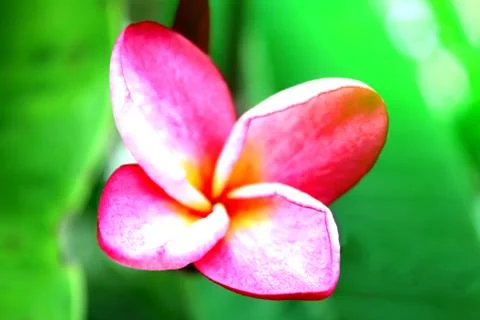 Pink flower Stock Photos