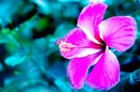Pink flower Stock Photos