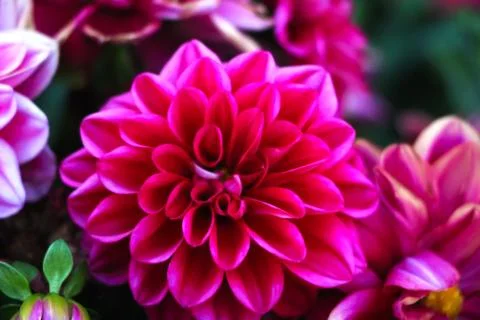 Pink Flower Stock Photos