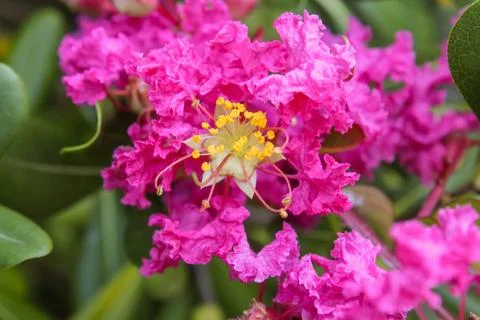 Pink flower Stock Photos