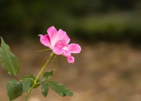 Pink Flower Stock Photos