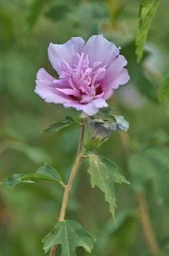Pink flower Stock Photos