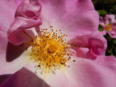 Pink Flower Stock Photos