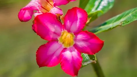 Pink Flower Stock Photos
